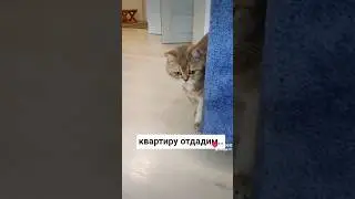 Не выдержали нервы. Хотите, что бы вас будили в 5 утра? 🤣 #cat #смешнойкот #безкотаижизньнета