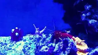 Огненная креветка