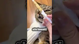 Ecco perché il tuo gatto non respira bene😳 (@roserr3d)via tt