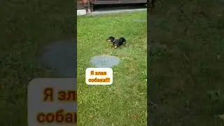 Тиша умеет гавкать)))