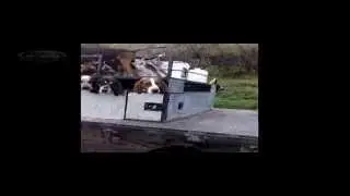 ОХОТА НА МЕДВЕДЯ  2015 Cold Nosed Outfitters Bear Hunting with Hounds