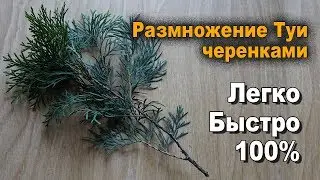 Propagation and cultivation of thuja from cuttings at home
