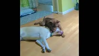 Cucumber & Duke: Napping Pitbull Mixes