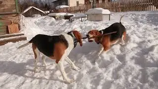 Эстонские гончие. Игра.