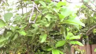 Moringa Tree -Tree of life -You should be growing one.