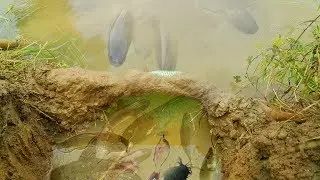 The Best Fishing Basket Fishing || Creative Idea Of Fishing