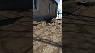 собачка Милка не слушает меня #шортс #собачка #собака #жизньвдеревне #рекомендации #тикток #топ