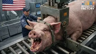 Inside a United States Pig Slaughter Factory | How Pigs Are Turned Into Sausage