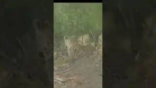 Мать леопарда разобралась с гиеной