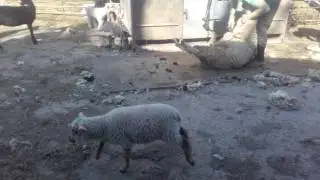 Shearing 2017 (part 1 of 2)