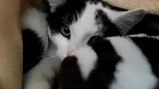 Молочный шаг у котов, что это?