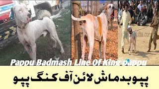 King Pappu  Biggest Dog Breed In The World