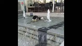 Bulgaria, Dog, swimming pool, hot +42