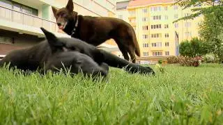 Agnes the puppy (Australian Kelpie)