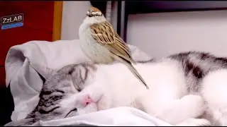 猫和鸟有爱 ZzLAB