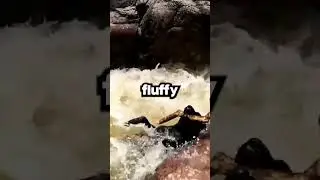 Dog Saves Other Dogs Life😭