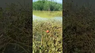 #карась #fishing #карп #carpfish #щука #fish #рыбалка #freshwaterfish #рыба #рыболовная  #чудо