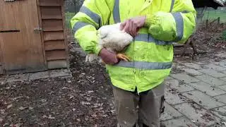 Diervriendelijk kip slachten