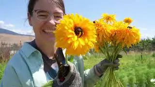 The Sunflowers are Blooming!