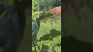Stalking A Deer 🦌 Super Close!
