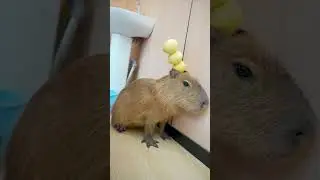 How many lemons can a capybara balance? 