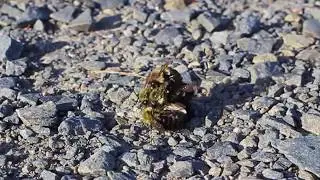 Group of Bees Tumbling