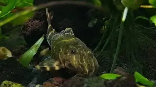 Clown Pleco makes an appearance! L104 