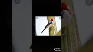 coisas antiga (2)