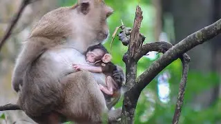 The Baby newborn is very hungry and cannot to stop to sucks his mother milk even though he sleep🐵❤️.