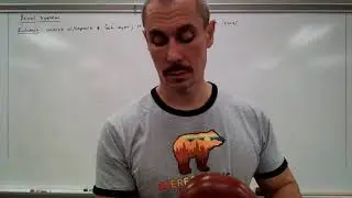Functional anatomy of the urinary system