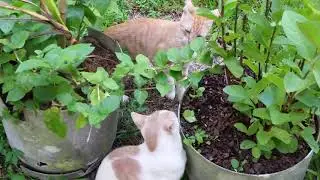 Cats Fighting