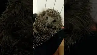 ежик#Hedgehog#пришел в гости