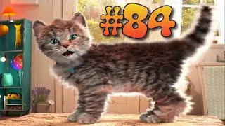 #84 ПРИКОЛЫ С КОТАМИ | КОТЫ 2019 | FUNNY CATS | ПОПРОБУЙ НЕ ЗАСМЕЯТЬСЯ