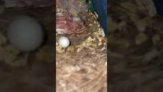 today 10th day finch bird baby