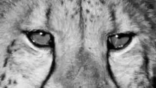 Black&White Wildlife photography
