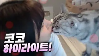 집사가 뽀뽀해달랬더니 진도 더나가는 고양이