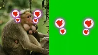 Green screen love with sound. Green screen heart. Love. Heart. Bubble. Red