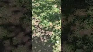 Молодые московские скворцы около метро Электрозаводская