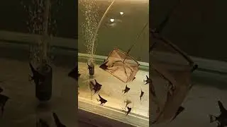 Разминка!! Ловим Скалярок!!))