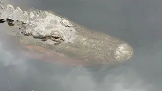 Camping and Kayaking in the Okefenokee Swamp