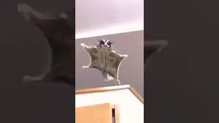 Мой кот летун😃👍