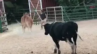 Cow playing like Dog