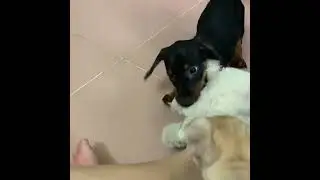 Energetic puppies