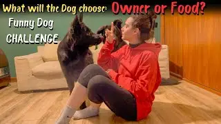 What will the Dog choose: Owner or Food?Funny Dog CHALLENGE