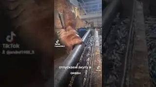 Отпускаем акулу в океан