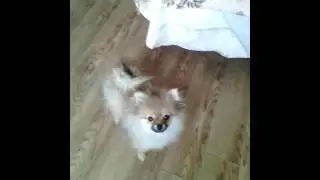 Как у ивангая шок