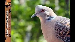 Opening of the new hunting season 2021. Great dove hunting.