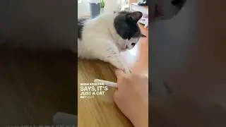 when someone says it is just a #cat 🐈 #instagram #trending #trend #shorts