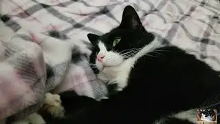 Belly scratch time for Bella!