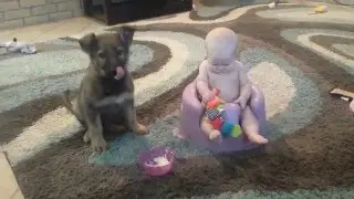 German Shepard Puppy Eating Baby's Food